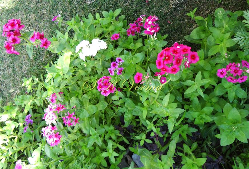  Plants